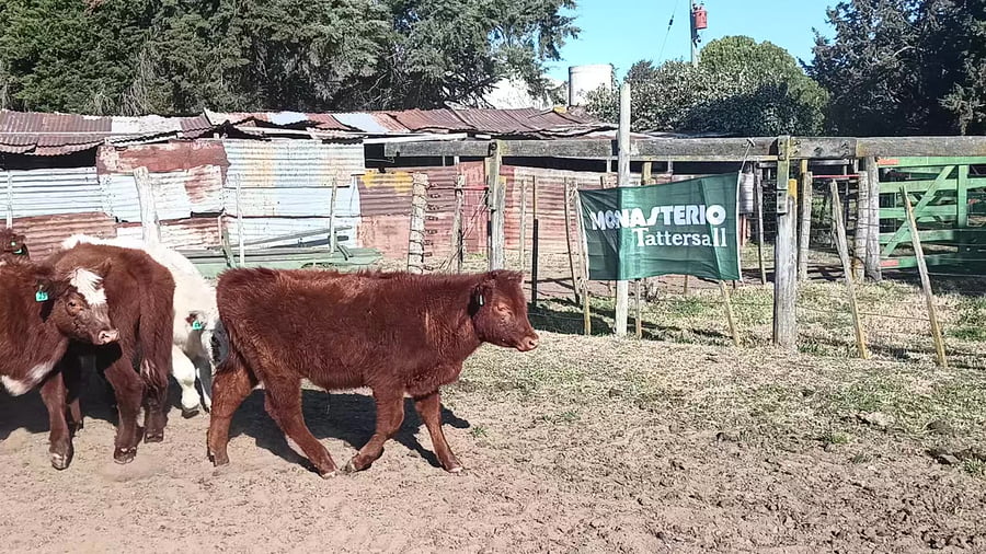 Lote 37 Terneros en 30 de Agosto