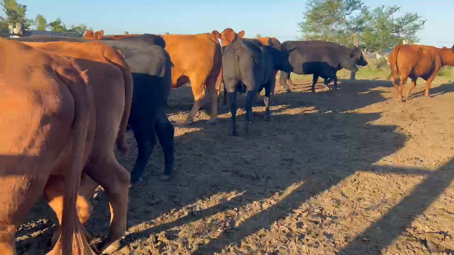 Lote 70 Vacas nuevas C/ gtia de preñez en Santa Anita - Entre Rios