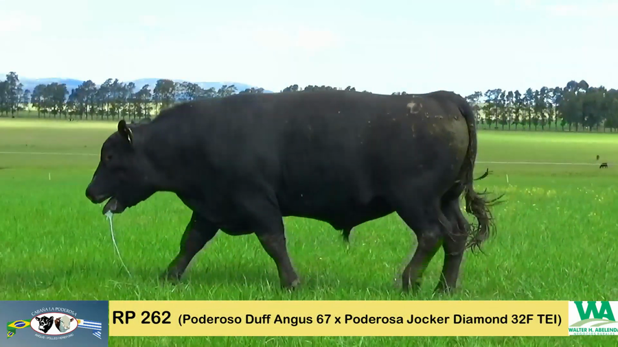 Lote PODEROSO 115/262