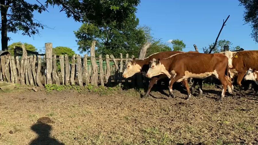 Lote 36 Vacas CUT paridas y vacias