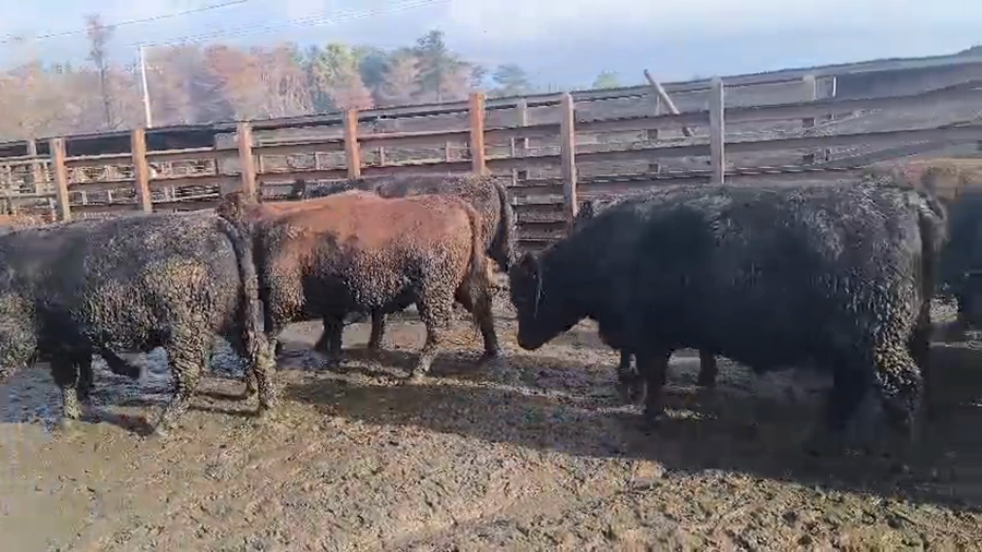 Lote 20 Vaquilla Gorda en Los Ángeles, VIII Región Biobío