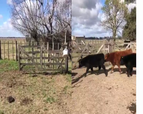 Lote 14 Terneros/as en Cañuelas, Buenos Aires