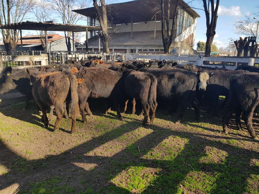 Lote 35 Terneras en Gral. Lamadrid, Buenos Aires