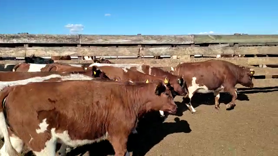 Lote 20 Vaquilla Gorda en Los Ángeles, VIII Región Biobío