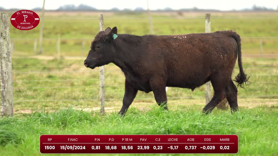Lote Angus
