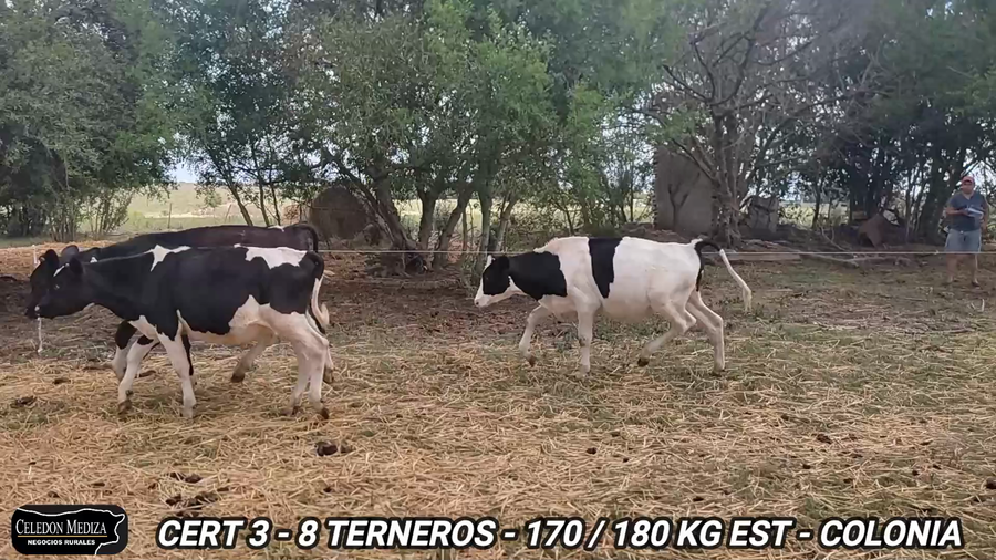 Lote 8 Terneros en Colonia