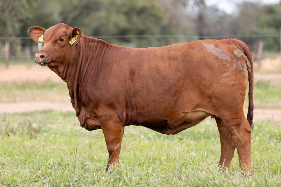 Lote LOTE 30