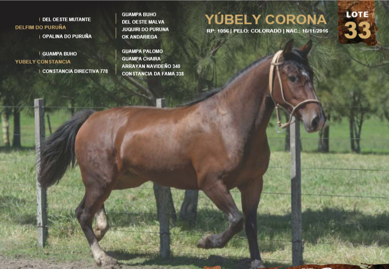 Lote YÚBELY CORONA