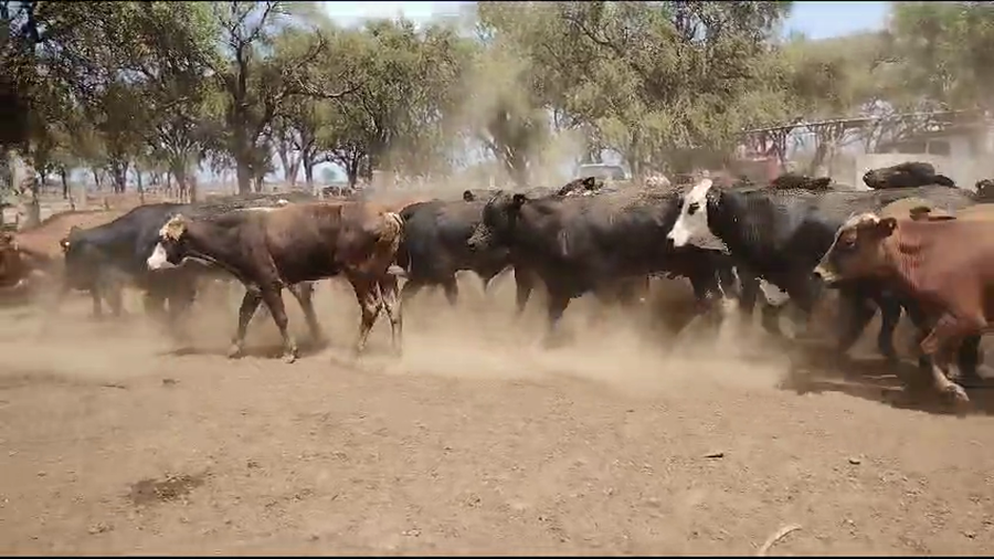 Lote 85 Novillitos en Quimilí, Santiago del Estero