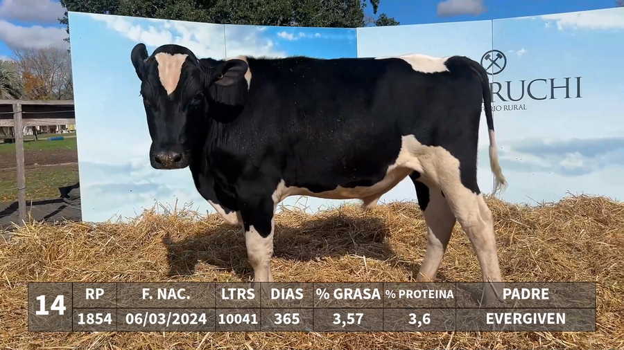 Lote LOTE 14 - RP 1854 - EVERGIVEN x KAROLINE 944 LOVERMAN ARGON