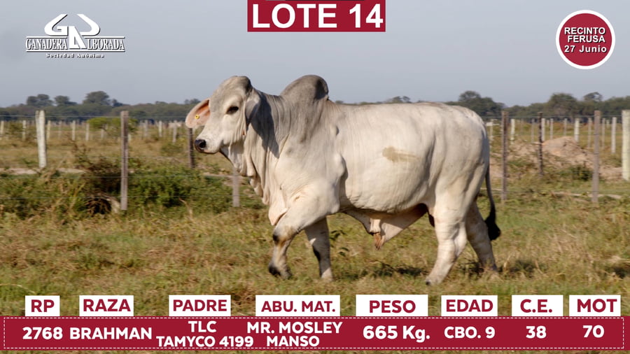 Lote Reproductores de Alborada - Lote 14