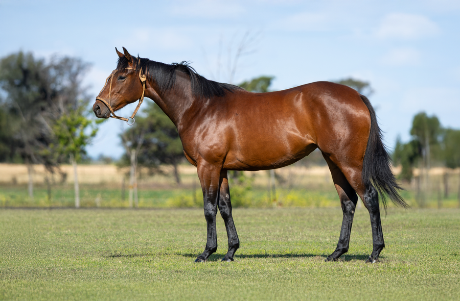 Lote DON ERCOLE CARABELA