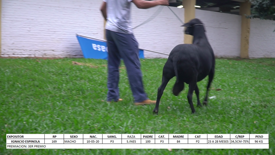 Lote Santa Inés Expo Internacional 2022 - Lote 16
