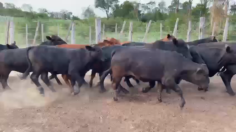 Lote 75 Novillos en Palo Santo, Formosa