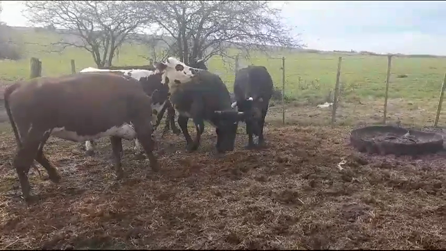 Lote (Vendido)5 Vaquillonas/Vacas Gordas a remate en #35 Pantalla Carmelo 390kg -  en POLANCOS