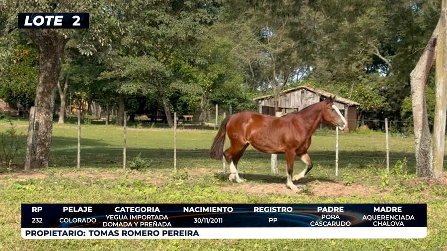Lote LOTE 2