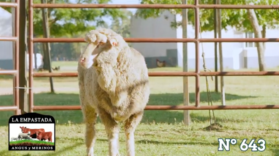 Lote Merino Australiano