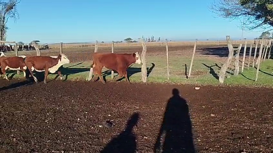 Lote 110 Terneras