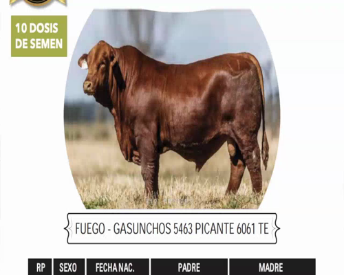 Lote (10 dosis) FUEGO - GASUNCHOS 5463 PICANTE 6061 TE