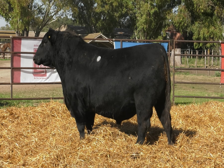 Lote TOROS ANGUS PP