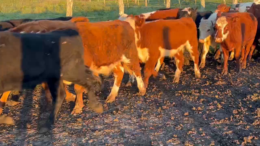 Lote 60 Novillitos en Maciá, Entre Ríos