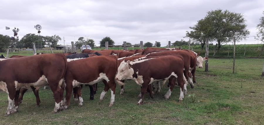 Lote SAENZ VALIENTE, BULLRICH Y Cia. S.A.