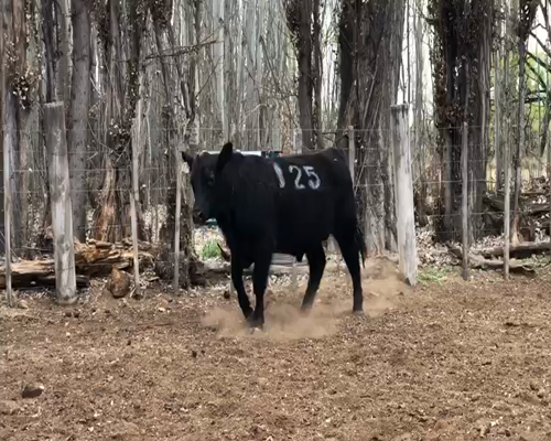 Lote TORO PP "Cab. Don Humberto"