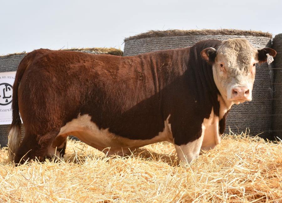 Lote TOROS