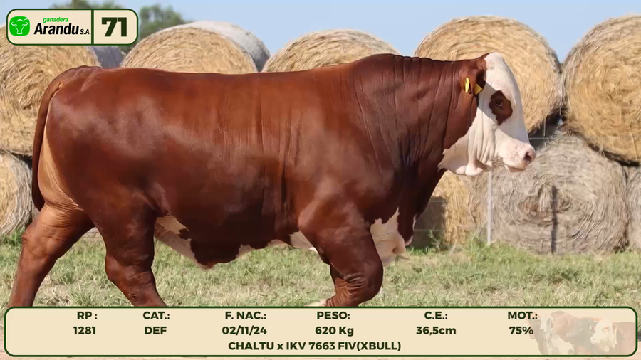 Lote LOTE 71