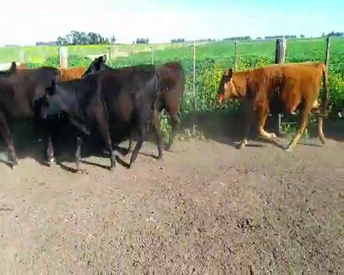 Lote 14 Terneras en Laprida, Buenos Aires