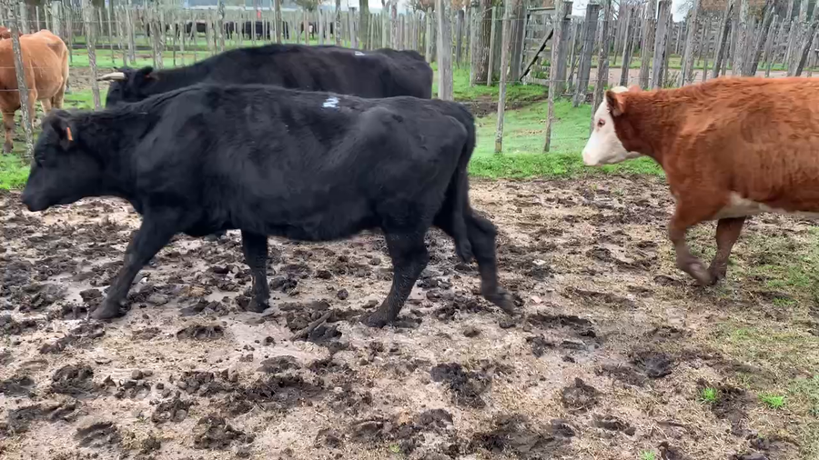 Lote 5 Vacas de Invernada en Melo, Cerro Largo