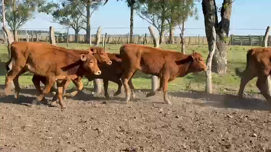 Lote 163 Terneros/as