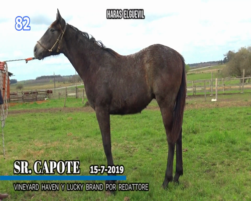 Lote SR CAPOTE