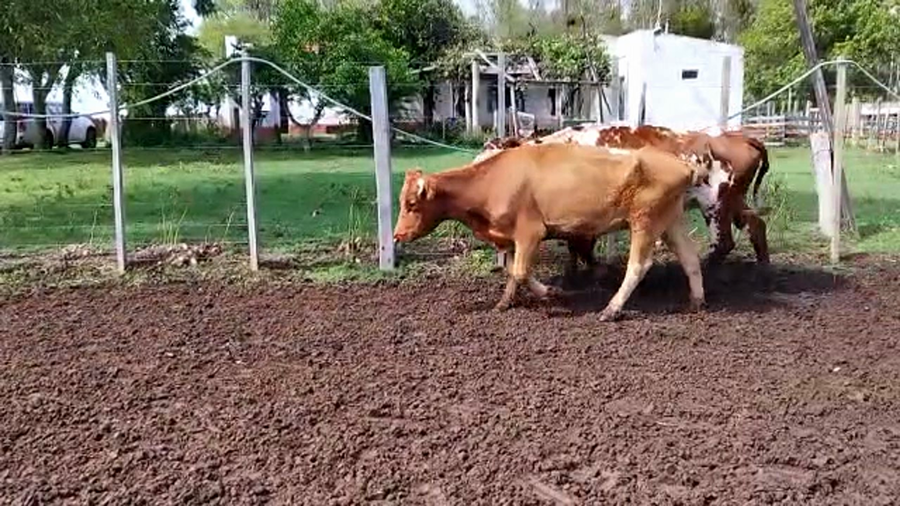 Lote 39 Vientres Preñados en Rivera