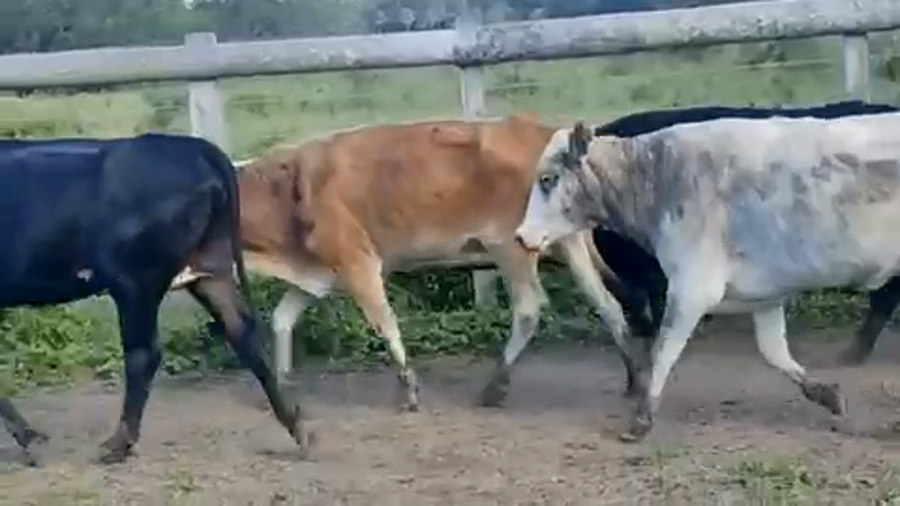 Lote 35 Vacas de invernar en Formosa, Formosa