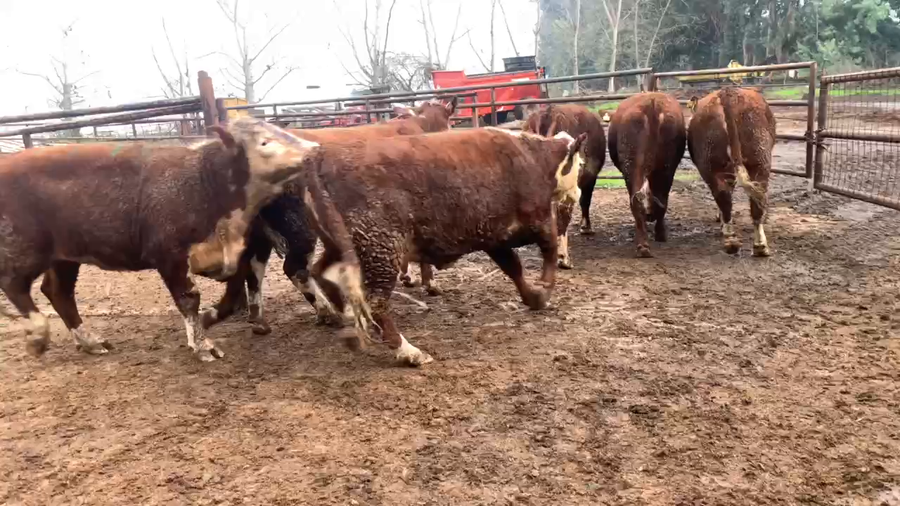 Lote 18 Vaquilla Gorda en Linares, VII  Región Maule