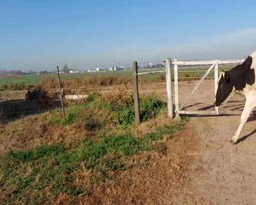 Lote VQ PARA ENTORAR 3 CORTESE AGROP