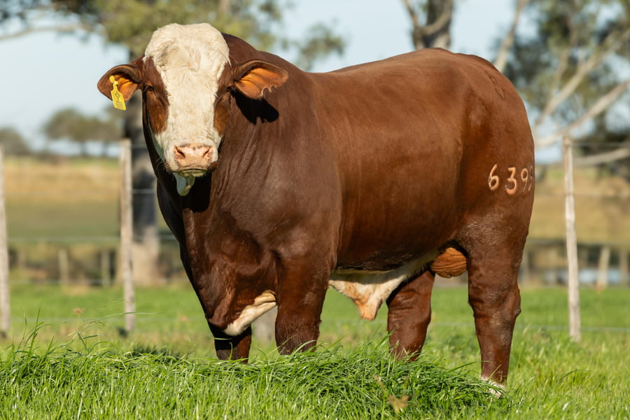 Lote Toros señal 22