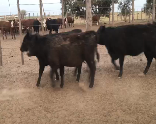Lote 60 Terneras en Intendente Alvear, La Pampa