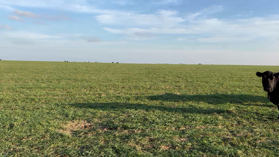 Lote 34 Vacas CUT preñadas