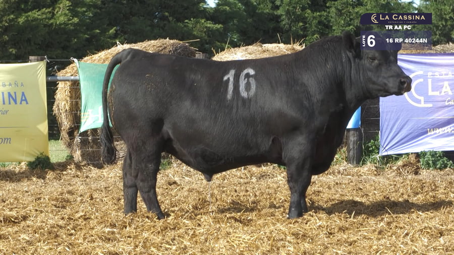 Lote TOROS ANGUS PURO CONTROLADO