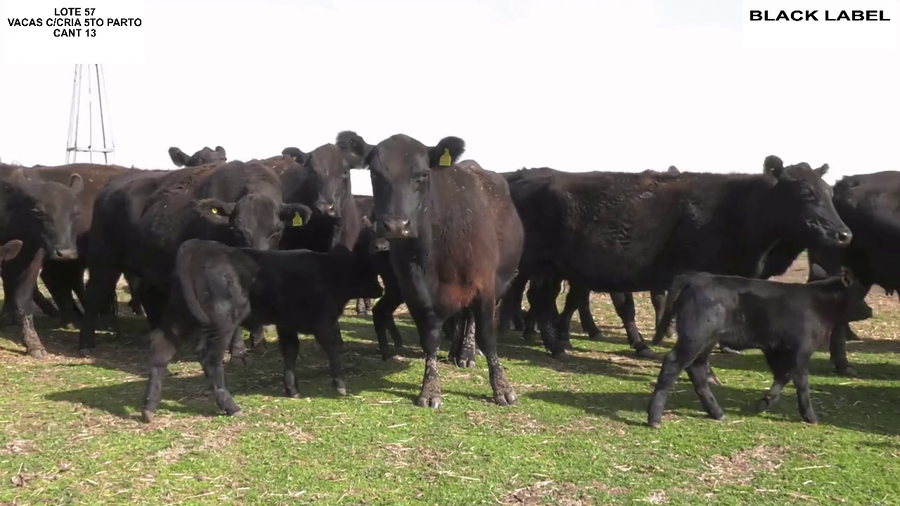 Lote VACAS CON CRIA BLACK LABEL