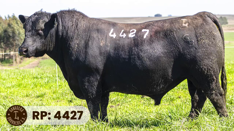 Lote RP 4427
