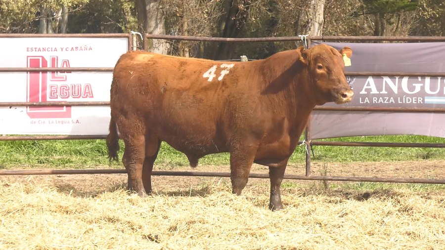 Lote TOROS ANGUS COLORADOS PC