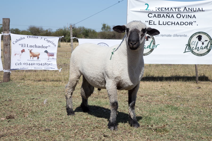 Lote OVINO HAMPSHIRE D. MACHO PP