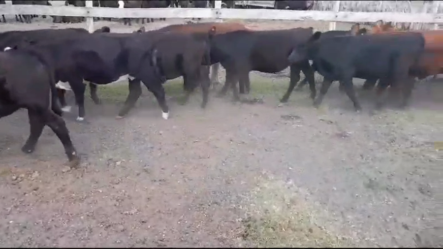 Lote 30 Terneros/as en Villaguay, Entre Ríos