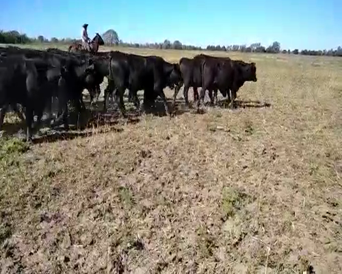 Lote 40 Vaquillonas en El Colorado, Formosa