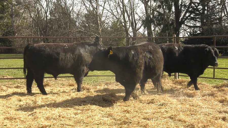 Lote TOROS PUROS DE PEDIGREE