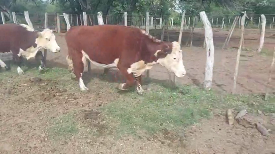 Lote 70 Vacas medio uso C/ gtia de preñez