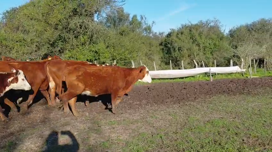 Lote 35 Vacas nuevas preñadas